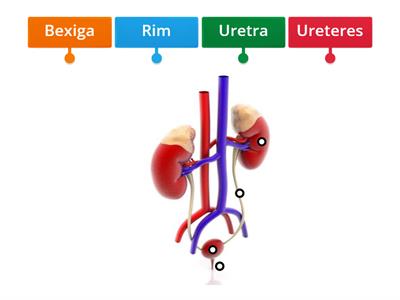 Sistema urinário