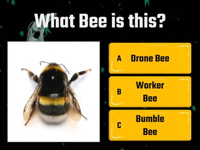 Luke's Quiz on Bees