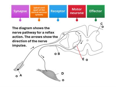 Reflex action - Teaching resources