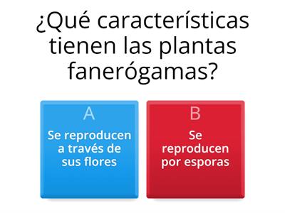 PLANTAS FANERÓGAMAS