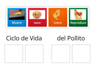 Ciclo de Vida Pollito