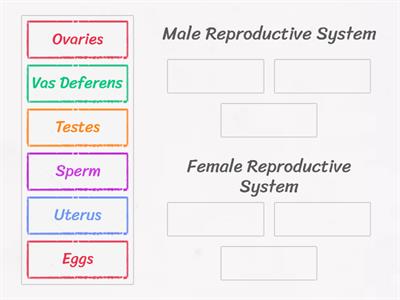 Reproductive System Sorting