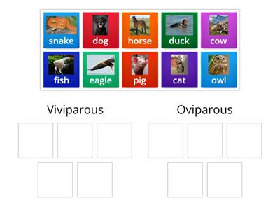 Viviparous or oviparous