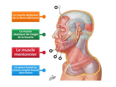 Français médical - Le muscle occipito-frontal: ventre frontal
