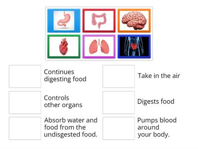 What body organs do!