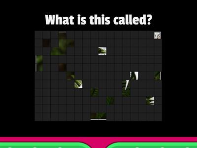Image Reveal - buzz when you know the answer
