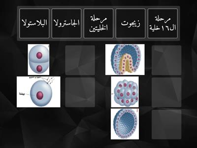 تعرفي على مراحل التكوين الجنيني في الحيوانات من خلال الصور