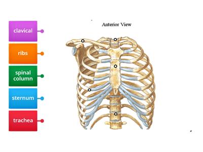 Thoracic Anatomy