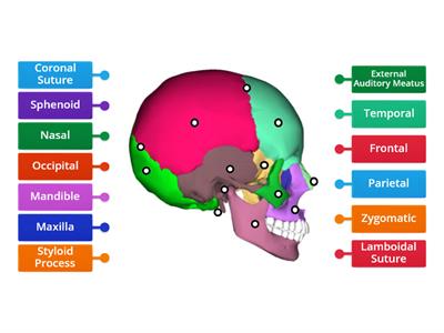 Lateral Skull
