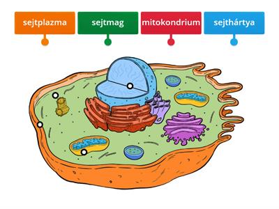 Állati sejt felépítése