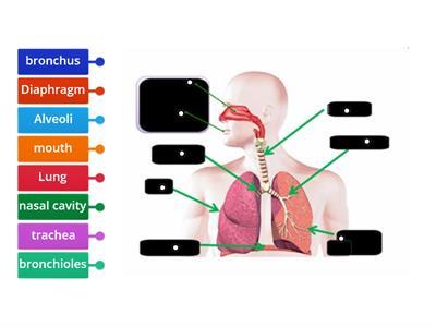 I1_Respiratory system