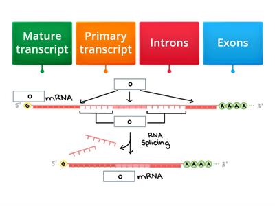 RNA splicing labelled diagram