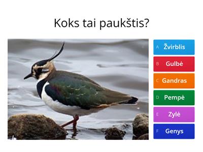 Paukščiai