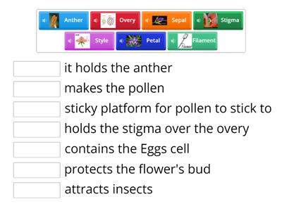 function of the parts of the flower