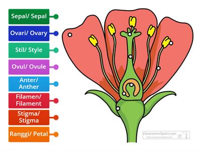 Struktur Bunga/ The structure of Flower