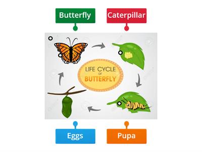 Life cycle of a butterfly 