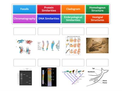 Evidence of Evolution and Terms (Image)