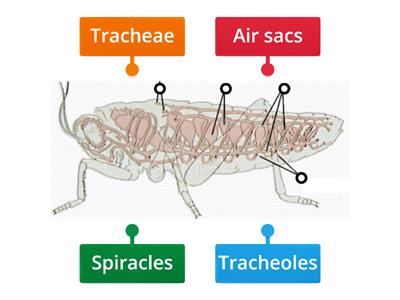 Gas exchange - Teaching resources