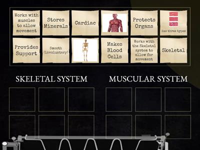 Skeletal and Muscle System Sort