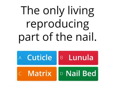 Basic Information About Nail and Its Structure