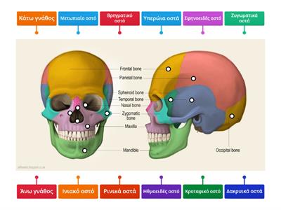 Ανατομία σκελετός κεφαλής