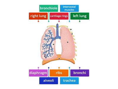 The Human Gas Exchange System