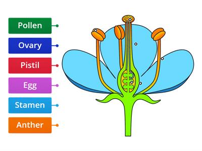 Reproductive Parts of a Flower