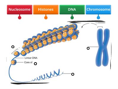 DNA to Chromosome