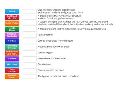 Córas Imsruthaithe- Circulatory System - Heart, Blood and Blood Vessels