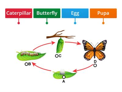  Butterfly Life Cycle