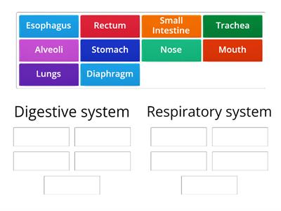 DIGESTIVE SYSTEM VS RESPIRATORY SYSTEM