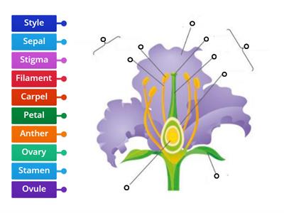 Labelling a Flower - KS3 - 9.2.1