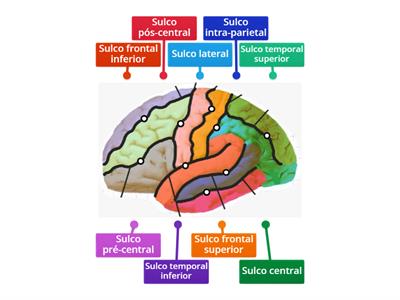 NEUROANATOMIA III - sulcos - vista lateral