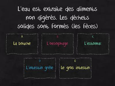 Le corps humain - Questions