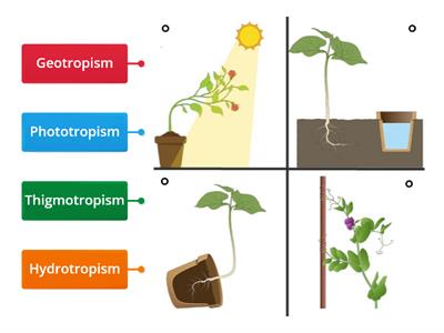 Plant Tropism