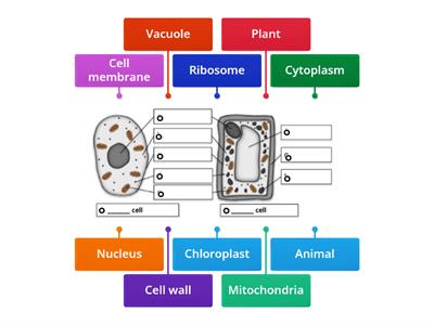  Animal and Plant Cells