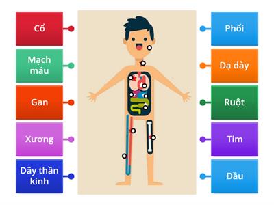 Bộ phận cơ thể người (tiếng Việt)