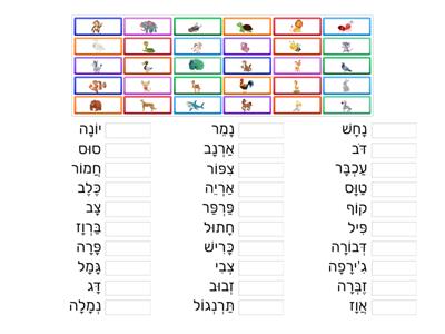 התאמת מילה לתמונה בנושא חיות- כיתה ג -עברית בעיניים גדולות- סוכיינה כבהא