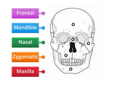 Facial bones