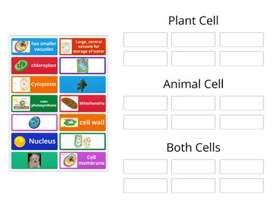 Plant & Animal Cell Organelles