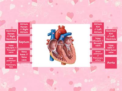 Sains Tingkatan 3: Jantung // Heart