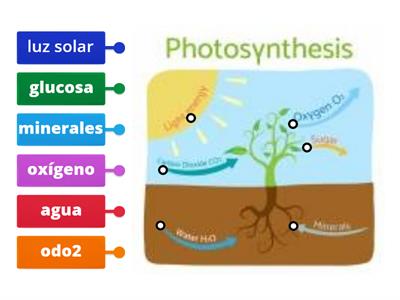 la fotosintesis