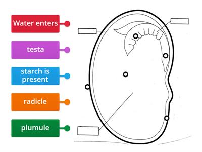 seed structure diagram U4