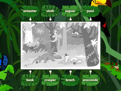 In the rainforest- Vocabulary