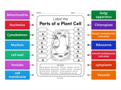 Label the diagram- Plant cell