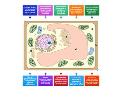 Diagram of a plant cell (level 2) [Pure Bio]