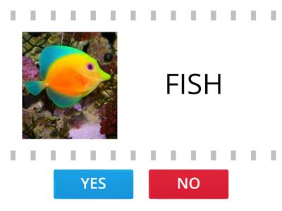 YES/NO OCEAN ANIMALS (COmmotion in the Ocean)