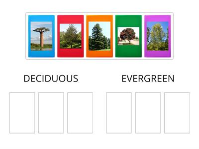 Deciduous or evergreen?