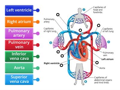 Mamalian heart