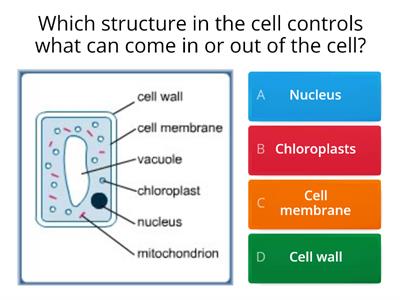 S1 Function of cell structures
